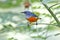 Orange-bellied Flowerpecker Dicaeum trigonostigma Male Birds ofThailand