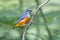 Orange-bellied Flowerpecker Dicaeum trigonostigma Male Birds of Thailand