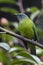 Orange-bellied Leafbird