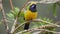 Orange-bellied Leafbird Chloropsis hardwickii perch on flower branch and singing.