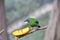 Orange-bellied Leafbird eating orange