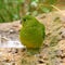 Orange-Bellied Parrot Neophema Chrysogaster