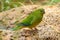 Orange-Bellied Parrot Neophema Chrysogaster