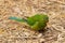 Orange-Bellied Parrot Neophema Chrysogaster