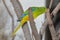 Orange-Bellied Parrot Neophema Chrysogaster