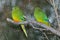 Orange-Bellied Parrot Neophema Chrysogaster