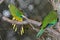 Orange-Bellied Parrot Neophema Chrysogaster