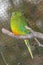 Orange-Bellied Parrot Neophema Chrysogaster