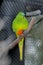 Orange-Bellied Parrot Neophema Chrysogaster