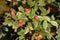 Orange berries of Cotoneaster franchetii