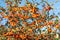Orange berries of Cotoneaster franchetii