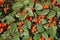 Orange berries of Cotoneaster franchetii