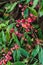 Orange berries of ephedra in pink shells. Autumn landscape