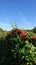 Orange berries and green leaves of a firethorn pyracantha bush in autumn