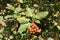 Orange berries and green leaves of whitebeam