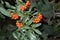 Orange berries of Pyracantha angustifolia
