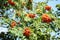 Orange berries of rowan on the branch. Juicy. Bird food