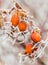 Orange berries of wild rose with hoarfrost