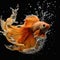 Orange betta fish splashing in water, Fight fish