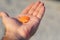 Orange beutiful seashell like small lion`s paw scallop seashell is lying on the man`s palm as a symbol of ocean treasures