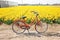 Orange bicycle next to a field of yellow daffodils. Dutch spring landscape