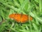 Orange big butterfly on the Green Grass