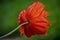 Orange big wild poppy flower in May. Beautiful spring flower petals close-up