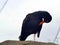 Orange billed Black Oystercatcher Haematopus bachmani