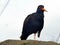 Orange billed Black Oystercatcher Haematopus bachmani