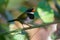 Orange-billed Sparrow - Arremon aurantiirostris bird in family Passerellidae in the green forest, moist lowland forest in Belize,