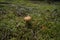 Orange Birch Bolete, big, in the forrest