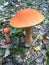 Orange Birch Bolete in the forest. Natur. Mushroom. Leccinum versipelle