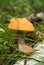 Orange Birch Bolete (Leccinum versipelle)