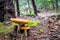 An Orange Birch Bolete Mushroom in Acadia National Park, Maine