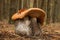 Orange Birch Bolete mushroom (Leccinum versipelle)