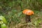 Orange birch bolete mushroom. Mushroom was found growing amongst grass in woods in the Scottish Highlands.
