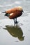 Orange bird cleans its feathers on a pond.