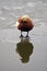 Orange bird cleans its feathers on a pond.