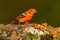Orange bird Flame-colored Tanager, Piranga bidentata, Savegre, Costa Rica. Bird sitting in the dark forest. Birdwatching in South