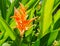 Orange bird of paradise flower blossom or scientific name as Strelitzia reginae Banks ex Dryand with green leaves in sunny day