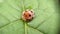 Orange with Black 28 - Spotted Ladybird Sitting On The Green Leaf, Commonly Known as Epilachna varivestis.