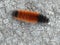 Orange and Black Banded Woolly Bear Caterpillar Closeup Detail