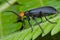 An orange and black blister beetle