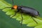 An orange and black blister beetle