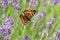 An orange and black butterfly insect on purple lavender close up.