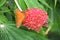 Orange and black butterfly on a pink flower