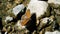 An orange and black butterfly sits on a rock and flaps its wings, turns to the camera, blurred background