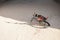 Orange and black children`s bicycle lying on the ground in a sandy park