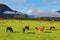 Orange and black cow grazing