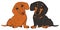 Orange and black dachshund